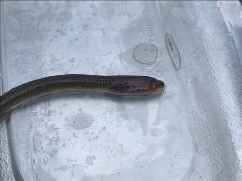 Image of Central California brook lamprey