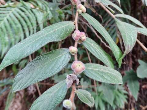 Image of Phyllanthus eriocarpus (Champ. ex Benth.) Müll. Arg.