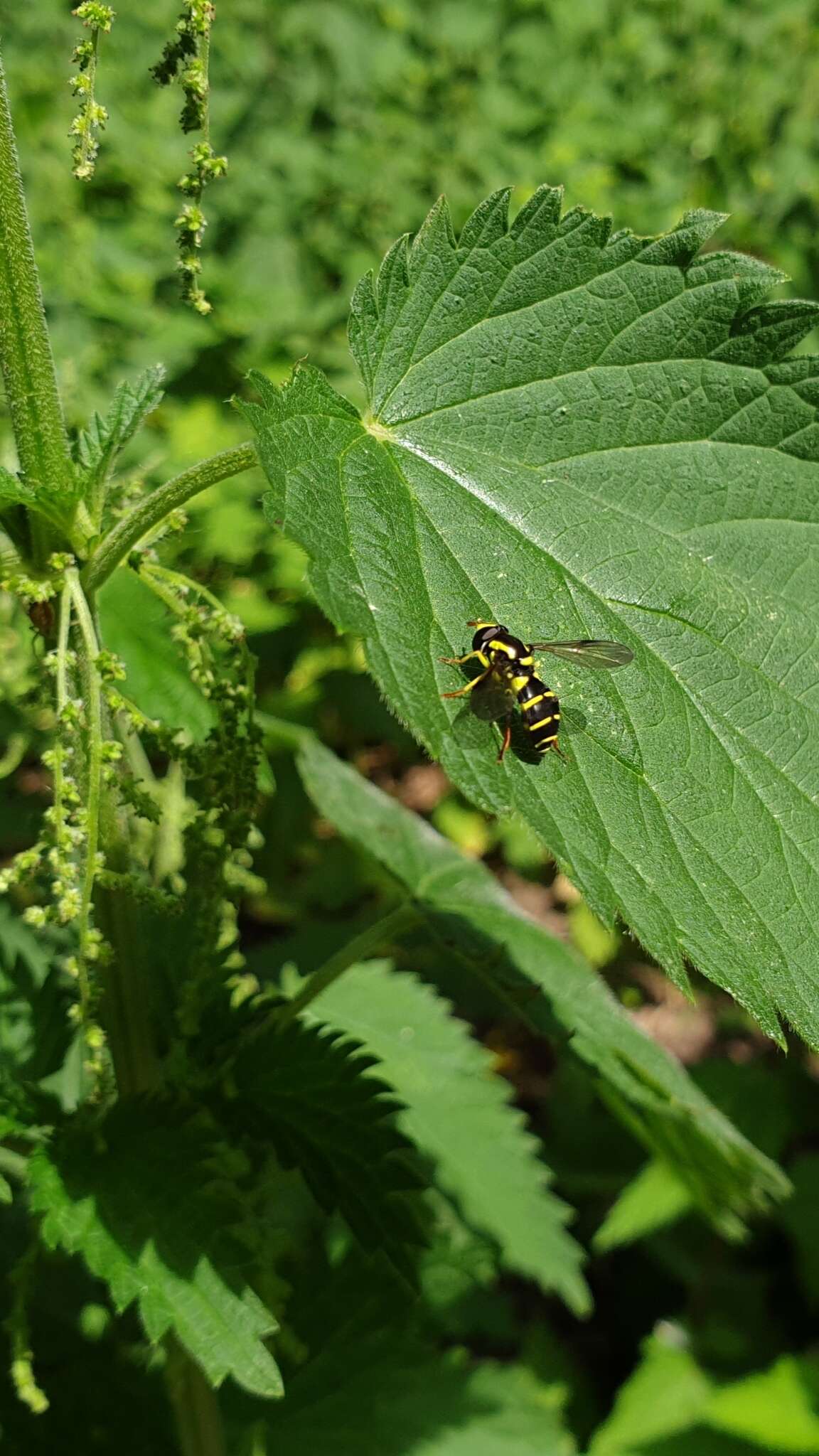 Image of Xanthogramma pedissequum (Harris 1776)