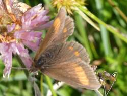 Image of Blind Ringlet