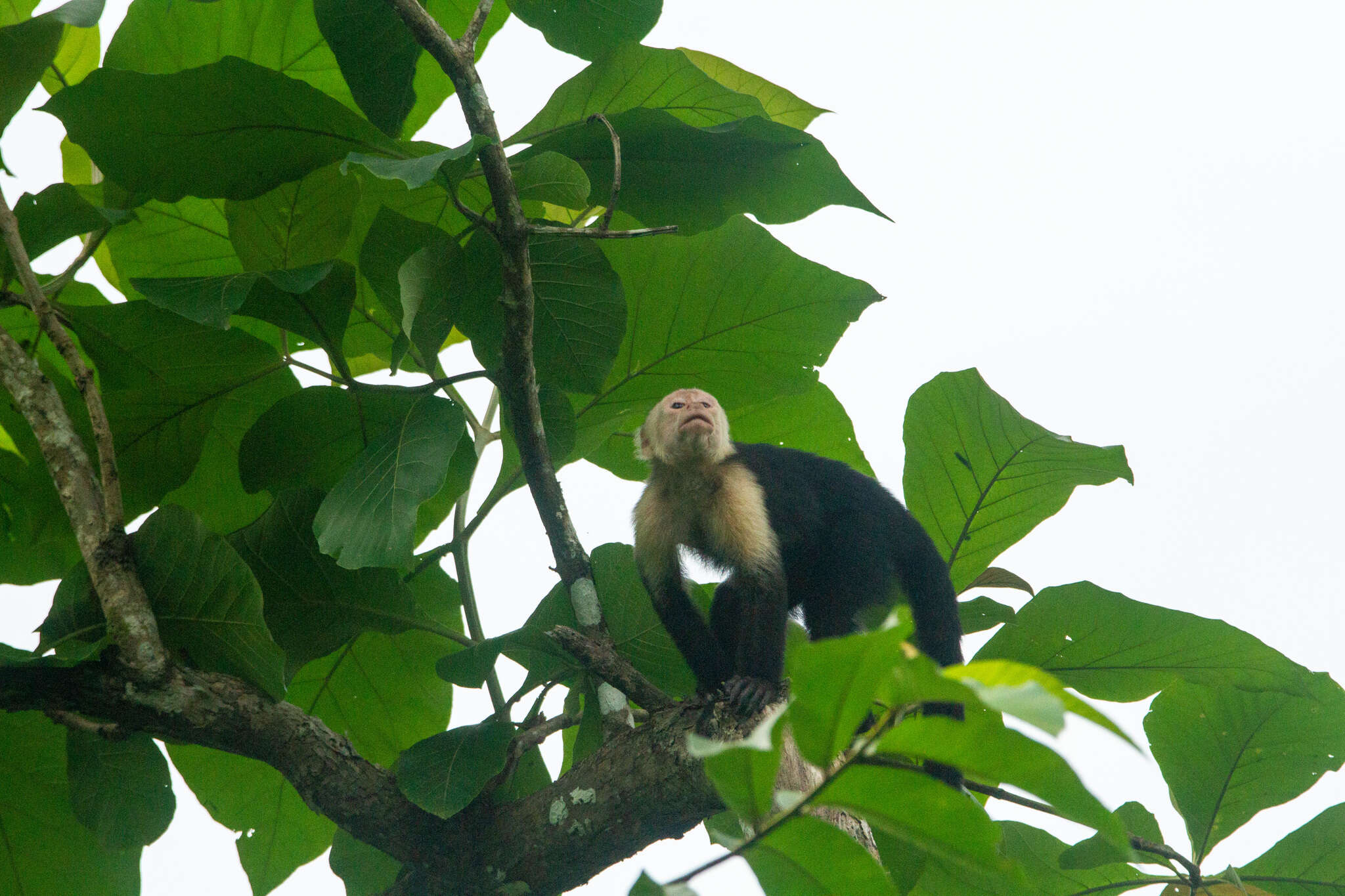 Image of white-faced capuchin