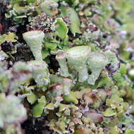 Image of Asahina's cup lichen