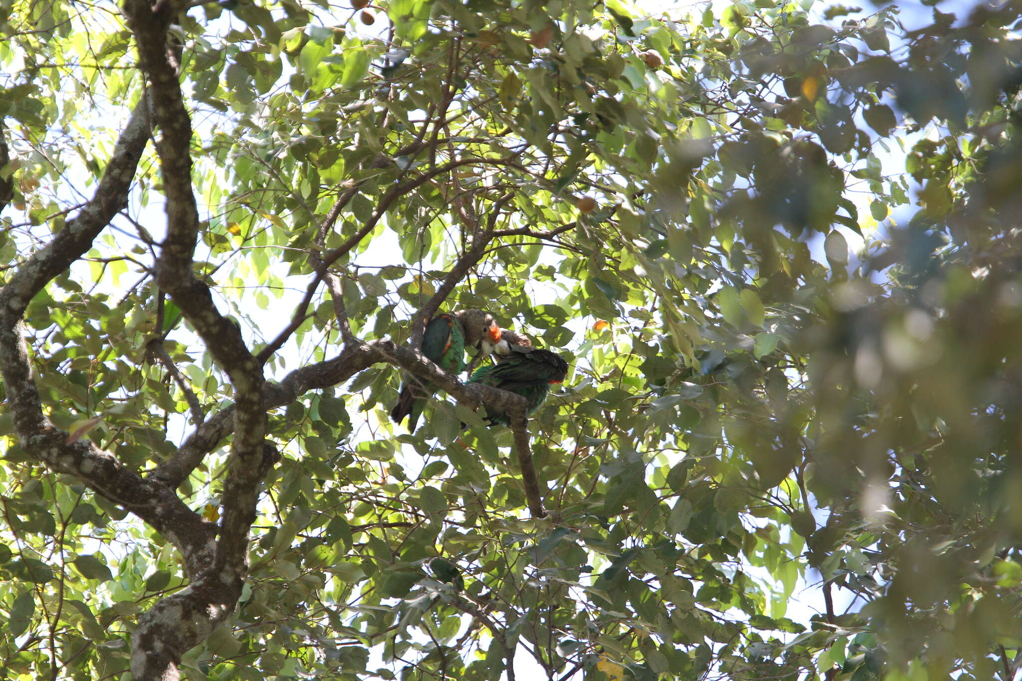 Image of Brown-necked Parrot