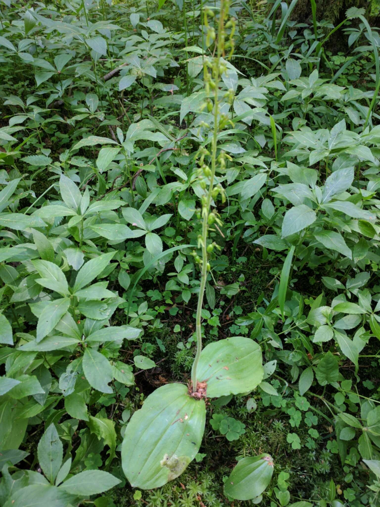 Image of Common twayblade