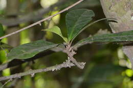 Image of Paypayrola blanchetiana Tul.
