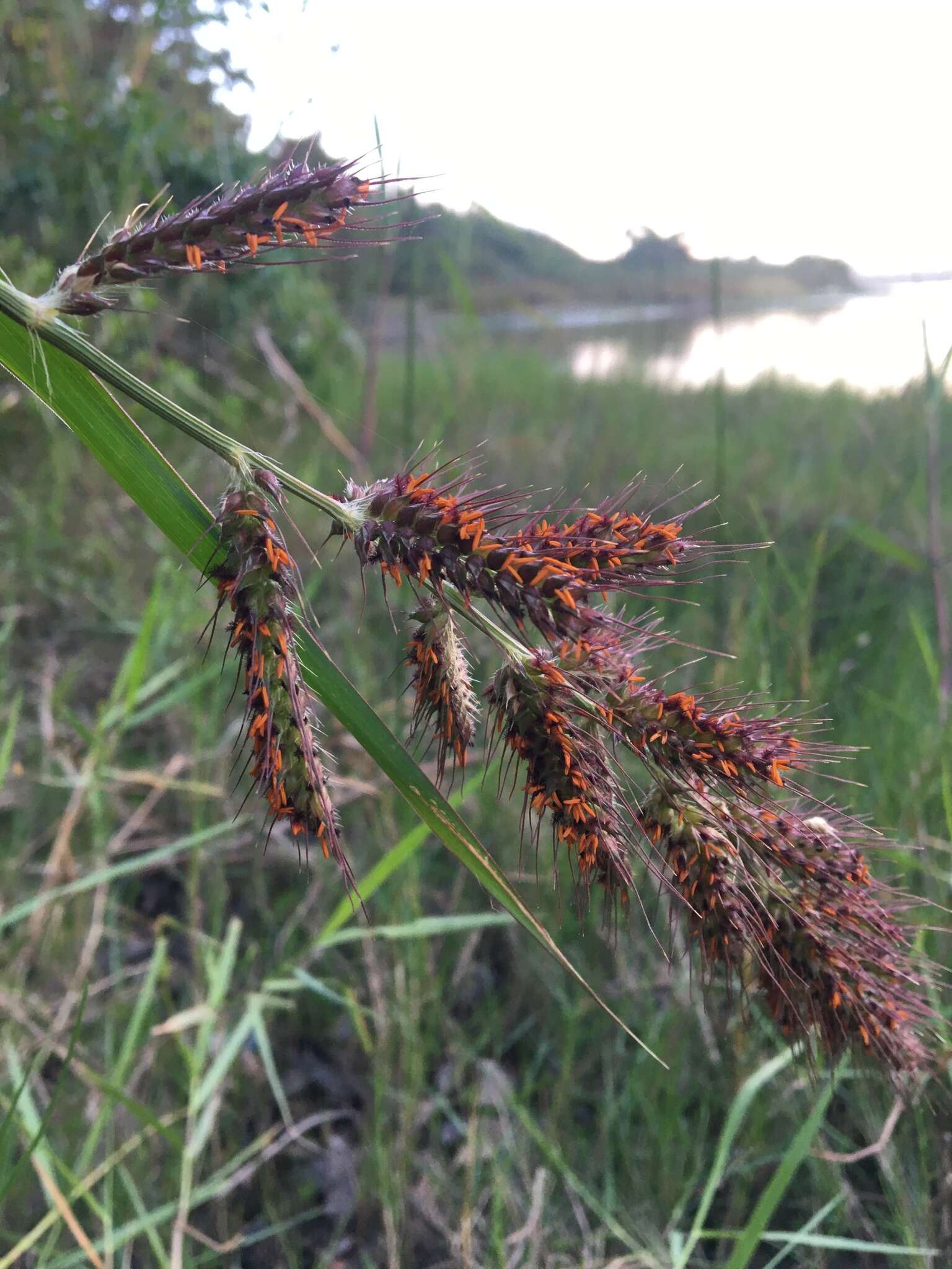 Plancia ëd Echinochloa polystachya (Kunth) Hitchc.