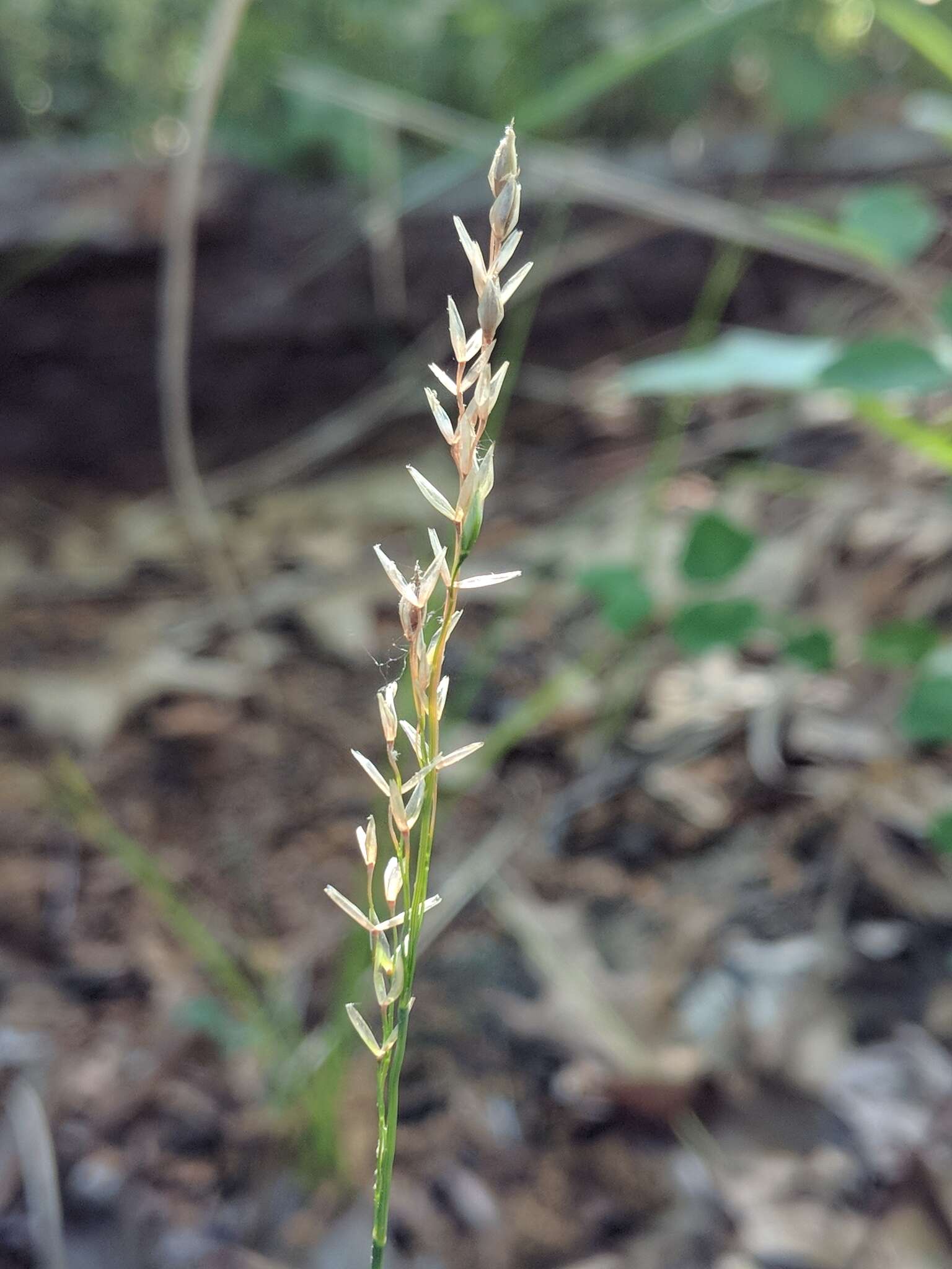 Image of mountain ricegrass