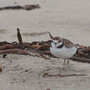 Слика од Charadrius nivosus occidentalis (Cabanis 1872)