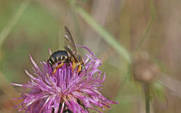 Image of Icteranthidium laterale (Latreille 1809)