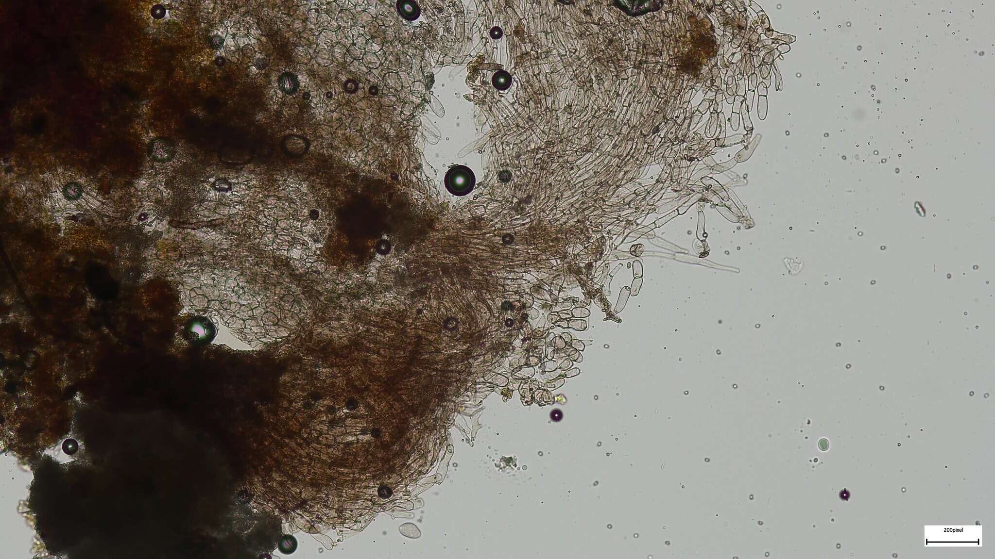 Image of Cystoagaricus strobilomyces (Murrill) Singer 1947