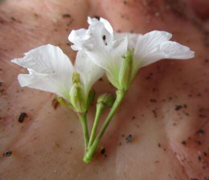 Image of Heliophila rimicola Marais