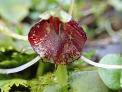 Image of Big red spider orchid