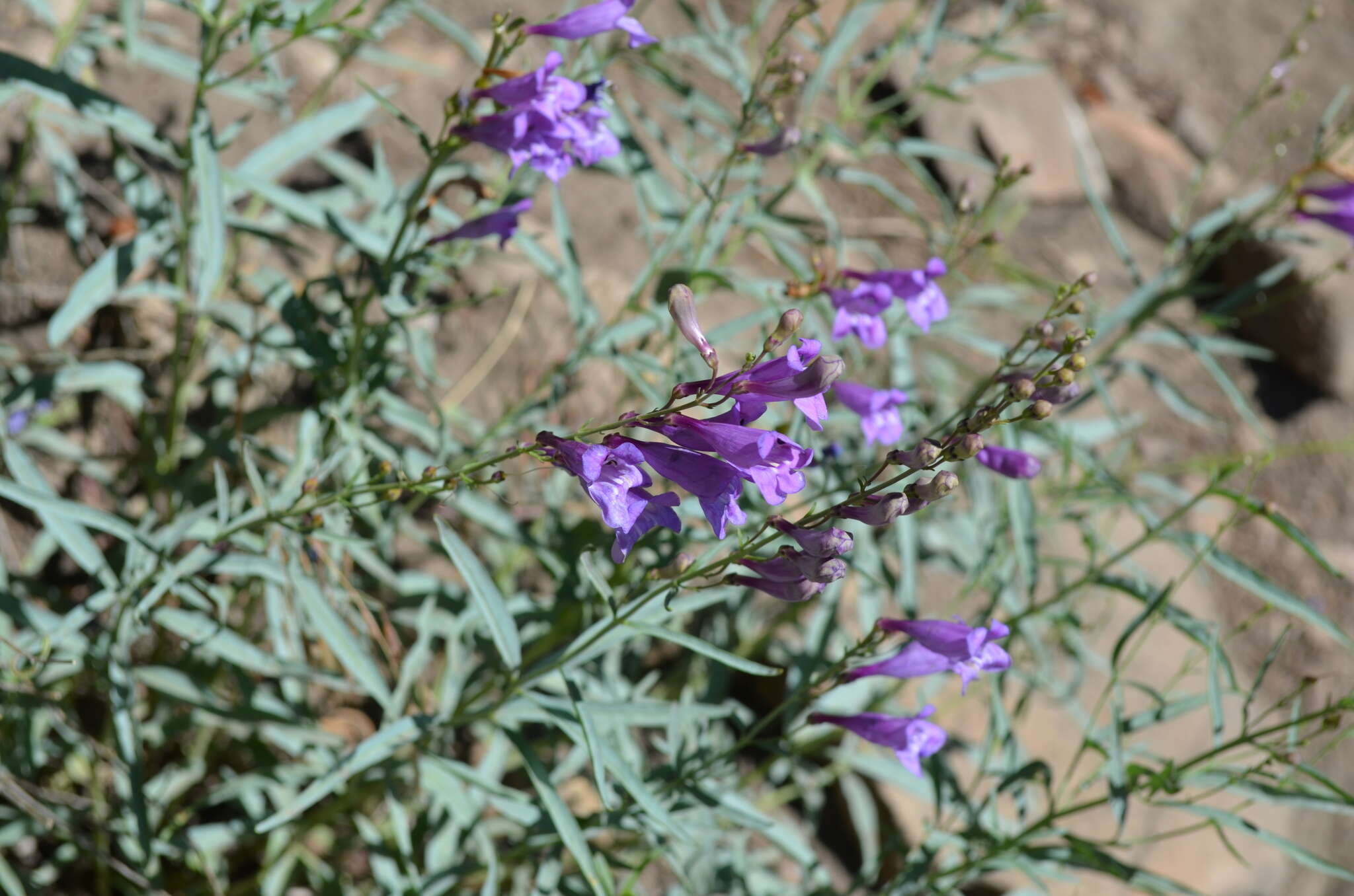 Слика од Penstemon sepalulus A. Nels.