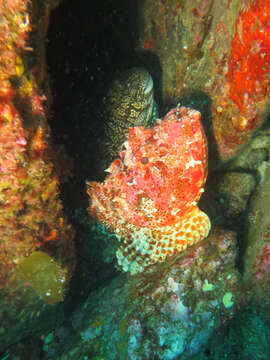 Image of Red scorpionfish