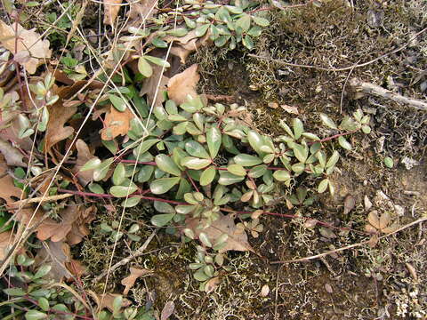 Image of Dorycnium graecum (L.) Ser.