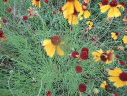 Helenium amarum var. badium (A. Gray ex S. Wats.) Waterfall resmi