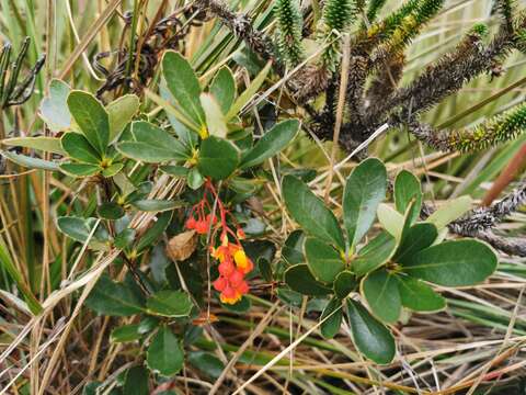 Image of Berberis goudotii Triana & Planch.