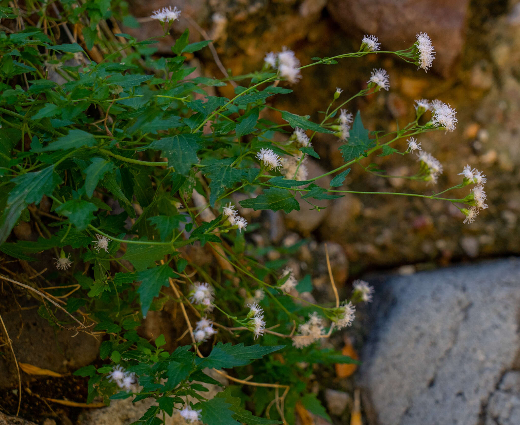 Fleischmannia sonorae (A. Gray) R. King & H. Rob. resmi