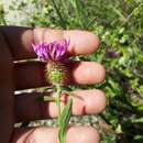 Image of Centaurea lusitanica Boiss. & Reut.