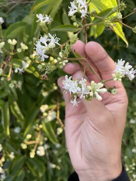 Image of Heptacodium