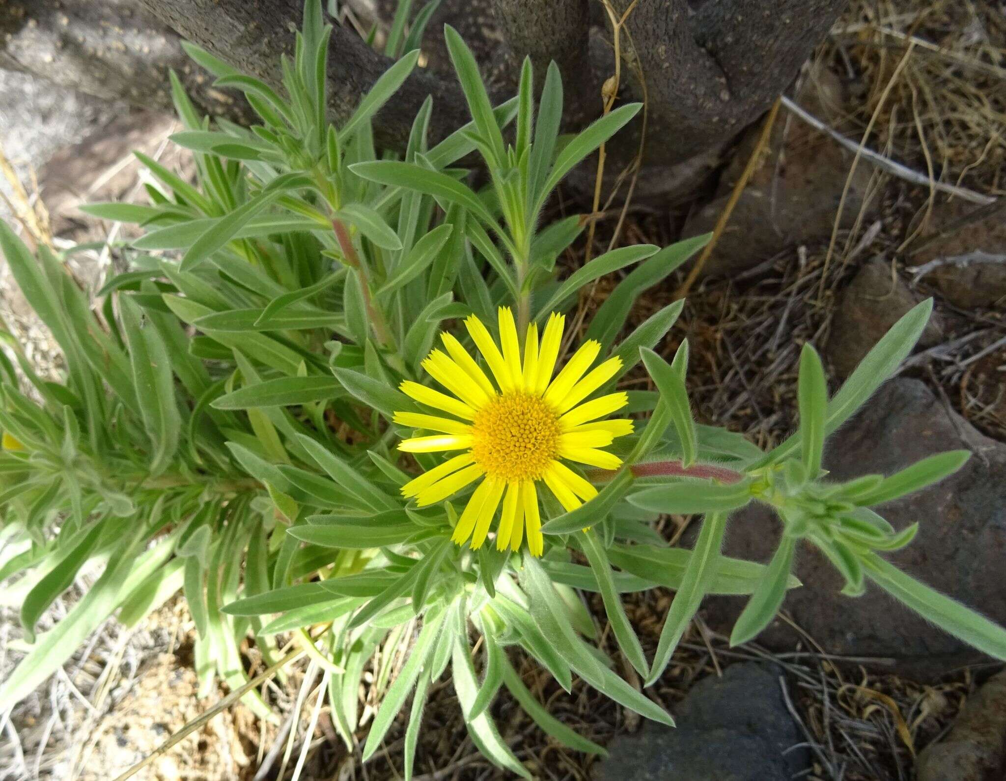 Sivun Asteriscus graveolens subsp. stenophyllus (Link) W. Greuter kuva