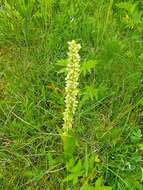 Image of Platanthera convallariifolia (Fisch. ex Lindl.) Lindl.