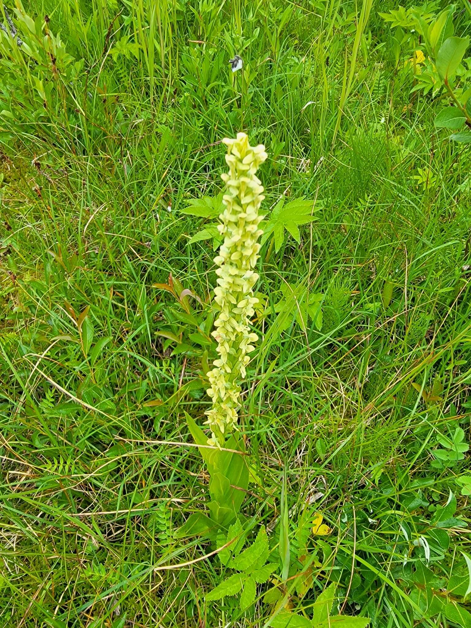 Image of Platanthera convallariifolia (Fisch. ex Lindl.) Lindl.