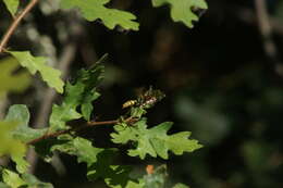 Image of Western Paper Wasp