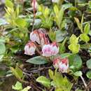 Image de Gaultheria adenothrix (Miq.) Maxim.