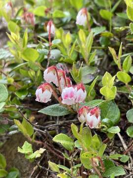 Imagem de Gaultheria adenothrix (Miq.) Maxim.