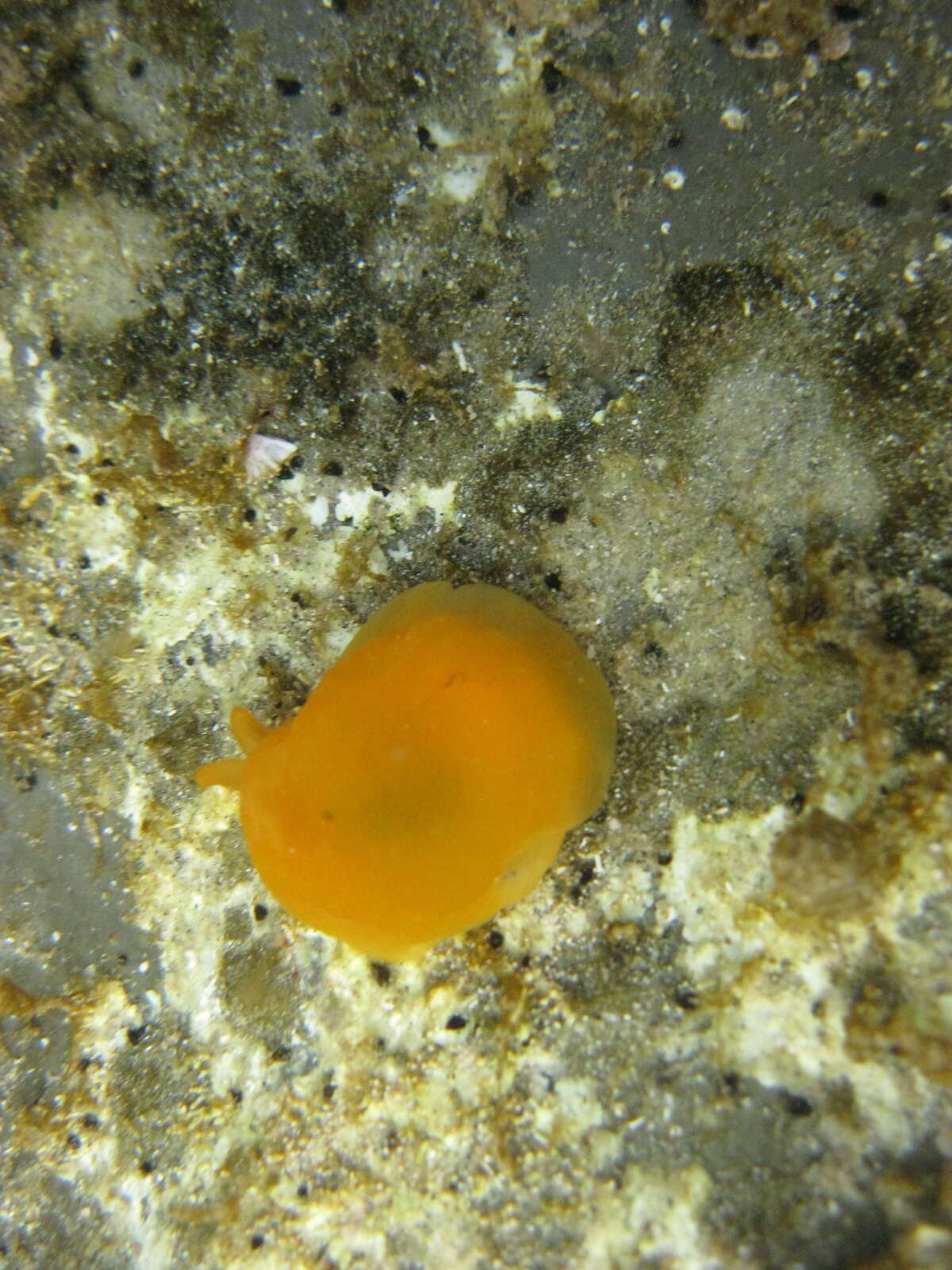 Image of lemon pleurobranch