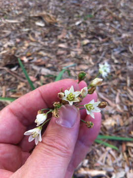 Image of slender false garlic