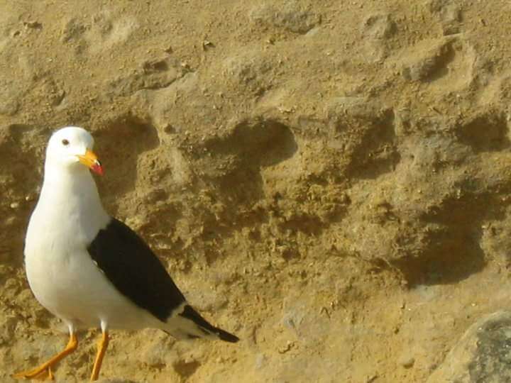 Image of Belcher's Gull