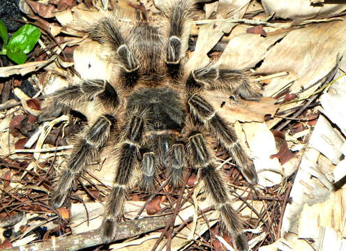 Image of Lasiodora subcanens Mello-Leitão 1921