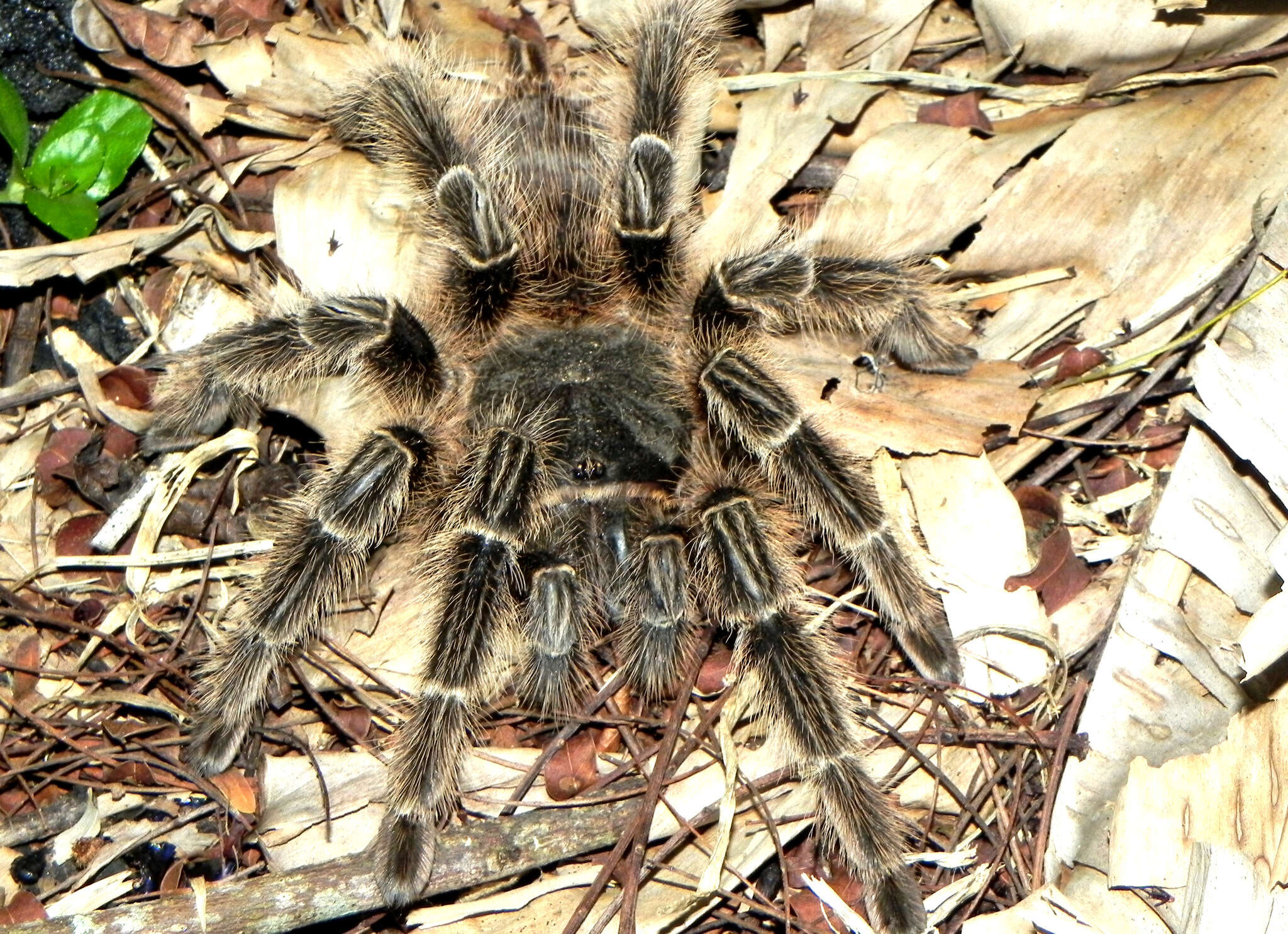 Image of Lasiodora subcanens Mello-Leitão 1921