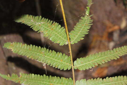 Image of Amauropelta concinna (Willd.) Pic. Serm.