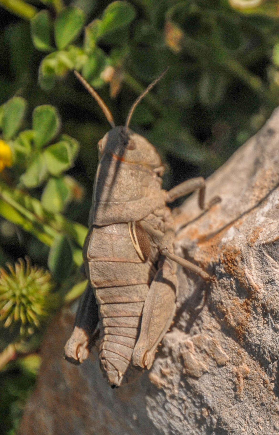 Image de Euryparyphes terrulentus (Serville 1838)