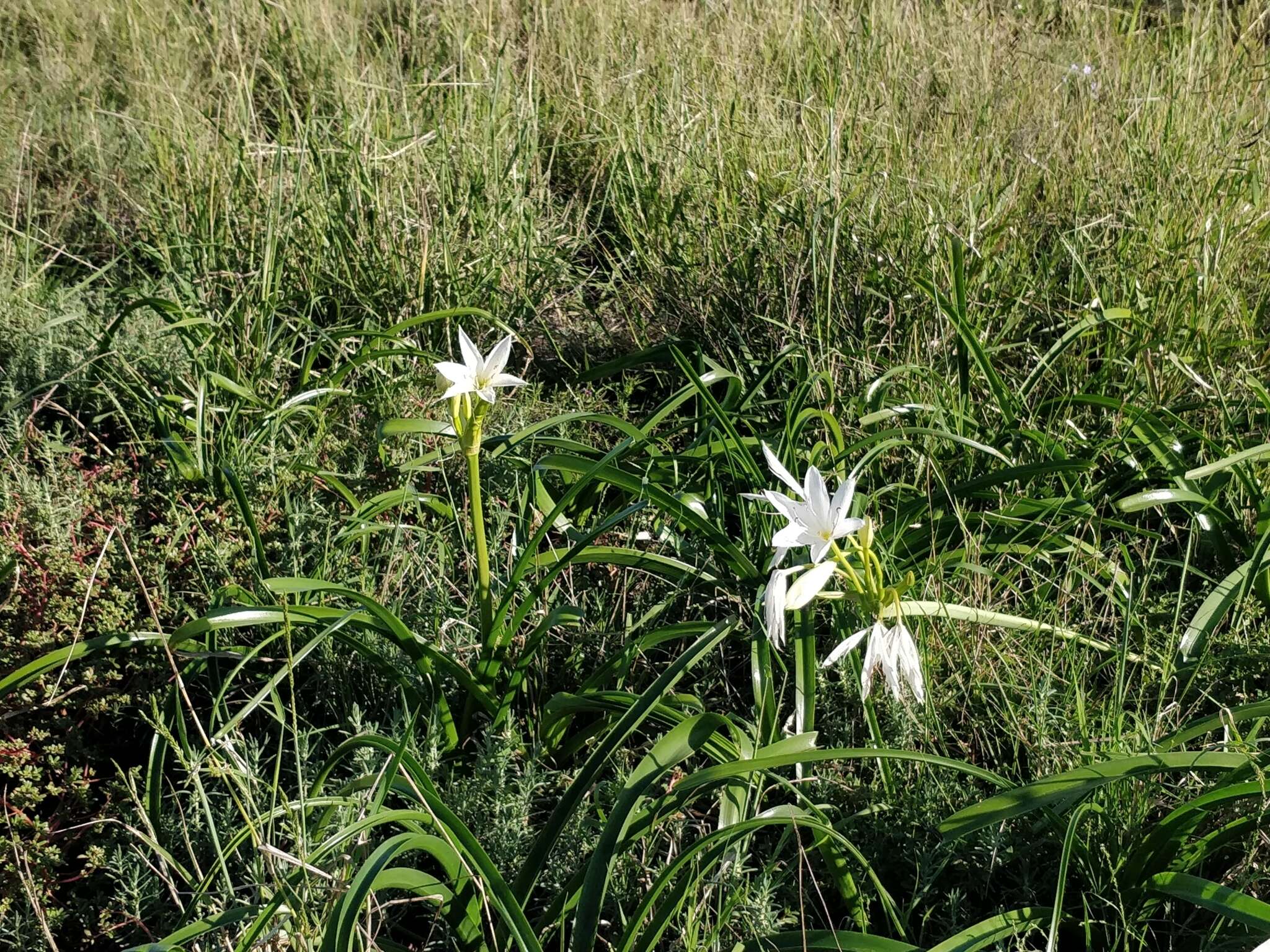 Imagem de Crinum flaccidum Herb.