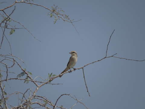 Lanius isabellinus isabellinus Hemprich & Ehrenberg 1833的圖片