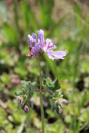 Image of cranesbill