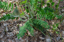 Image de Oxytropis campanulata Vassilcz.