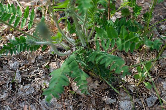 Image de Oxytropis campanulata Vassilcz.