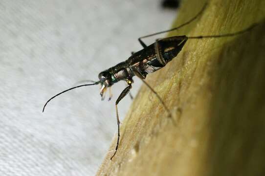 Sivun Cylindera (Cylindera) obliquefasciata (M. Adams 1817) kuva