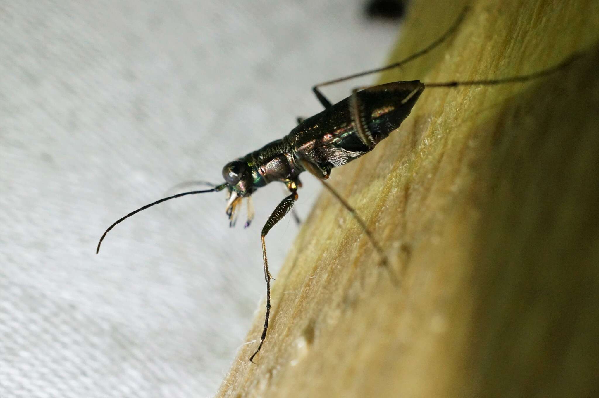 Image of Cylindera (Cylindera) obliquefasciata (M. Adams 1817)