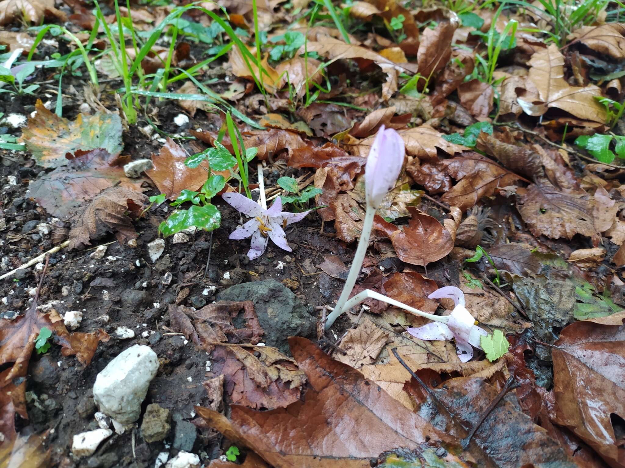 Image de Colchicum neapolitanum (Ten.) Ten.