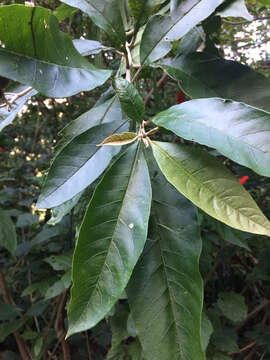 Image de Solanum leucodendron Sendtn.