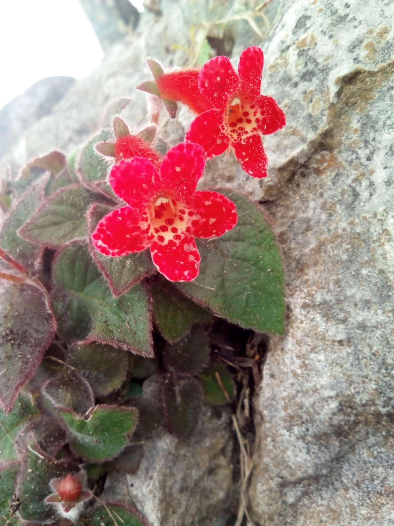 Imagem de Kohleria rugata (Scheidw.) L. P. Kvist & L. E. Skog