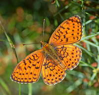 Image of Twin-spot Fritillary