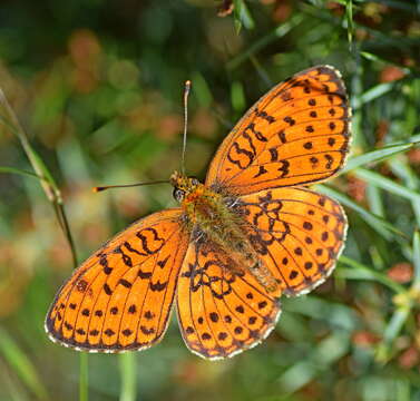 Image of Twin-spot Fritillary