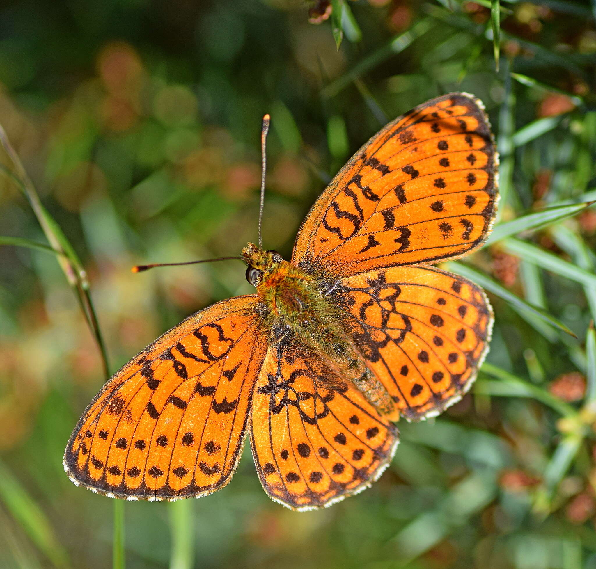 Image of Twin-spot Fritillary